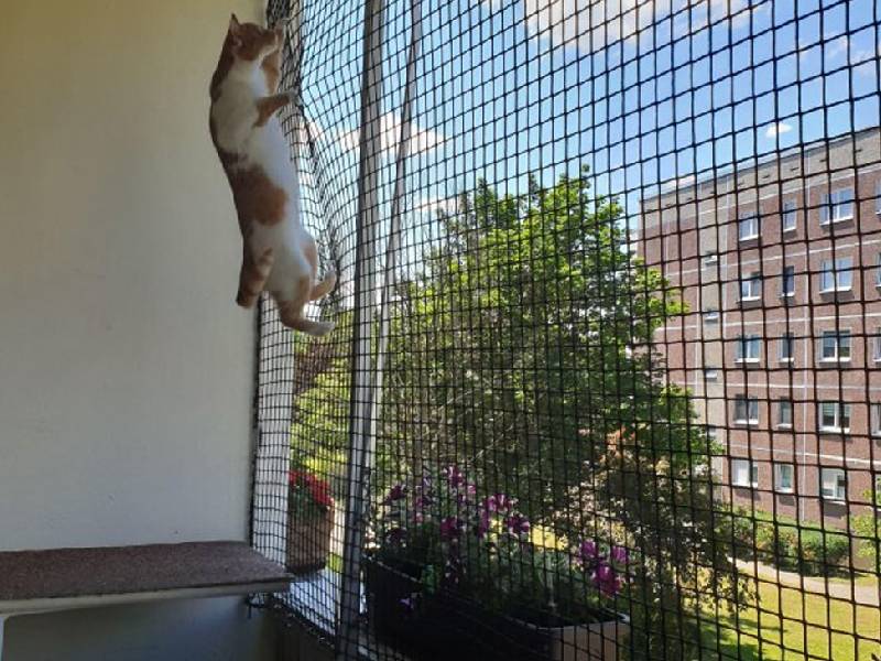 Pets Safety Nets in Hyderabad