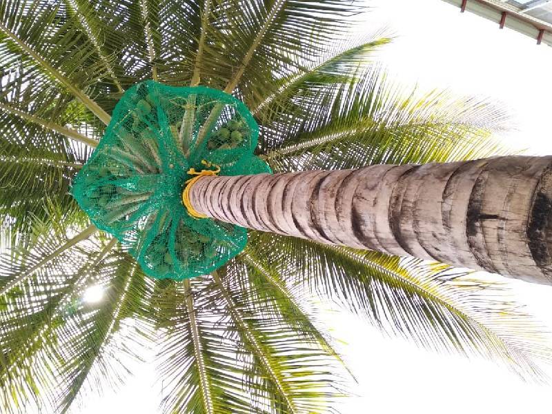 Coconut Tree Safety Nets in Hyderabad