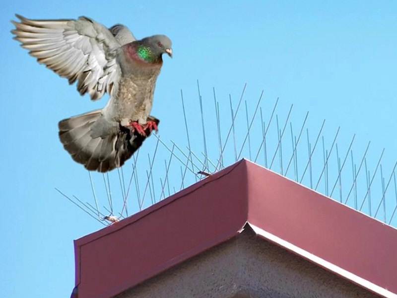 Bird and Pigeon Control Spikes in Hyderabad